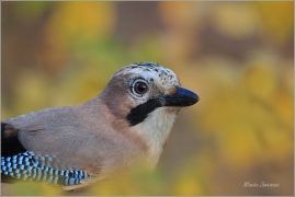 <p>SOJKA OBECNÁ (Garrulus glandarius) ---- /Eurasian jay - Eichelhäher/</p>